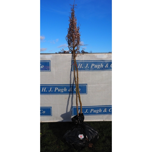 29 - Prunus X Subhirtella Rosea bare root trees 11ft - 2