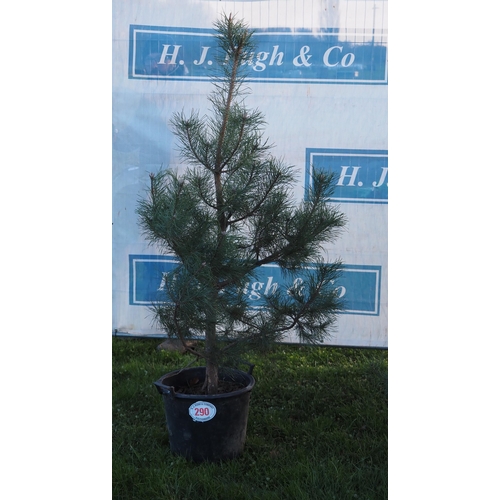 290 - Scots Pine 6ft - 1