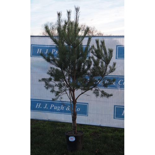 291 - Scots Pine 8ft - 1