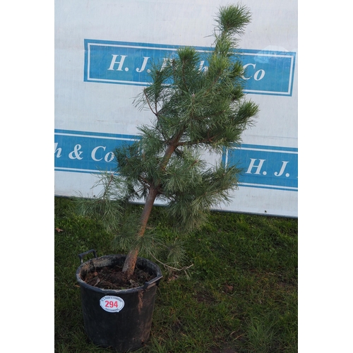 294 - Scots Pine 5ft - 1