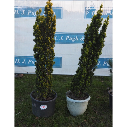 295 - English Yew trees 5ft - 2