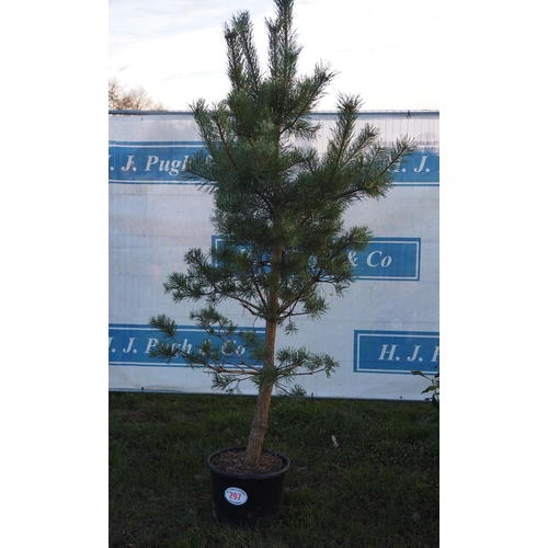 297 - Scots Pine 8ft - 1