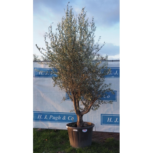 298 - Specimen Olive tree 10ft - 1