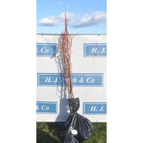 3 - Tilia Cordata bare root trees 6ft - 3