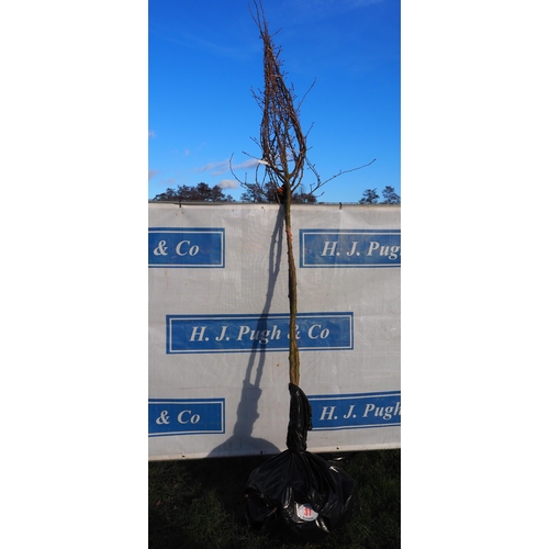 31 - Prunus Accolade bare root trees 10ft - 2