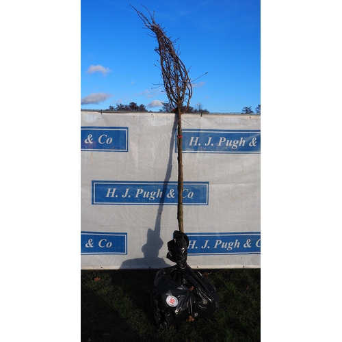 32 - Prunus Accolade bare root trees 10ft - 2