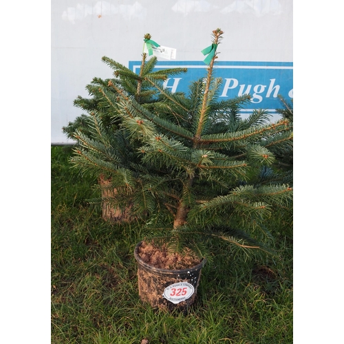 325 - Nordmann Fir pot grown trees 2ft - 2