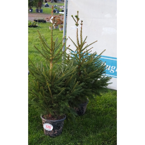 326 - Norway Spruce pot grown trees 3ft - 2