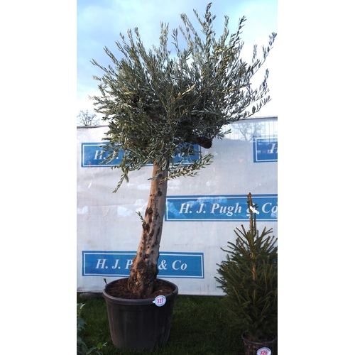 327 - Specimen Olive tree 10ft - 1