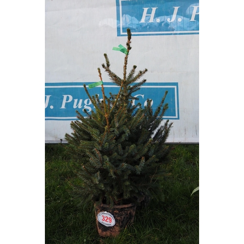 329 - Norway Spruce 2ft - 2