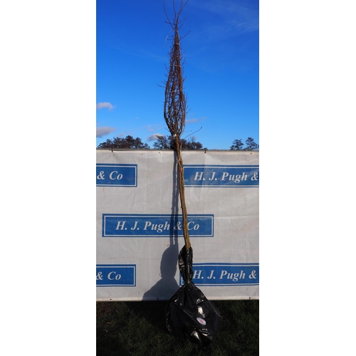 33 - Prunus Accolade bare root trees 12ft - 2