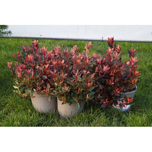 330 - Photinia - 5