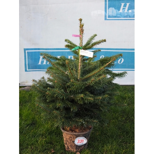 331 - Nordmann Fir pot grown trees 3ft - 2