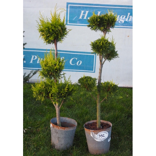 332 - Pom Pom Thuja in metal pots - 2