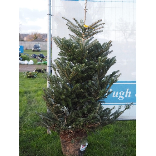 333 - Korean Fir pot grown tree 4ft - 1