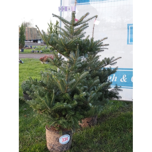 334 - Korean Fir pot grown trees 4ft - 2