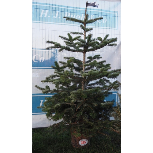 335 - Nordmann Fir pot grown tree 5ft - 1