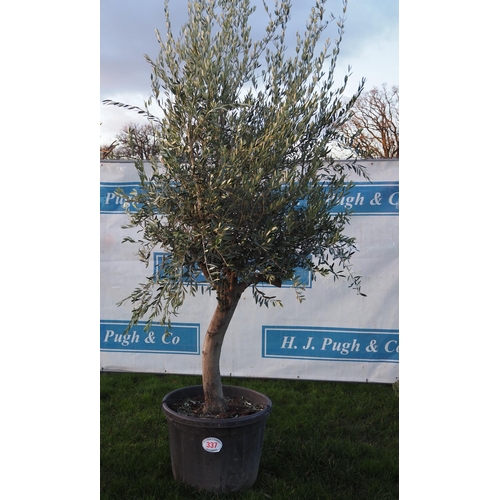 337 - Specimen Olive tree 12ft - 1