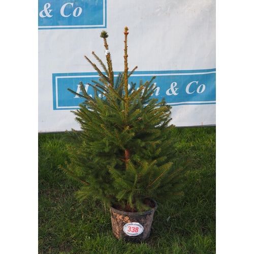 338 - Norway Spruce pot grown trees 3ft - 2