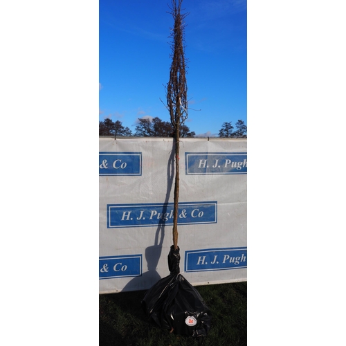 34 - Prunus Accolade bare root trees 12ft - 2