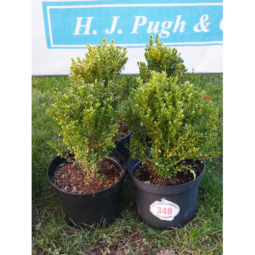 348 - Buxus - 4