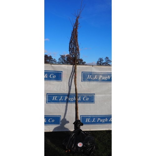 35 - Prunus Accolade bare root trees 11ft - 2