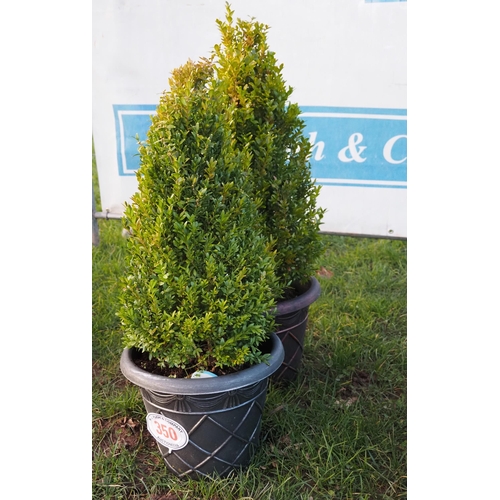 350 - Buxus - 2