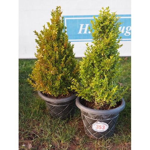 353 - Buxus - 2