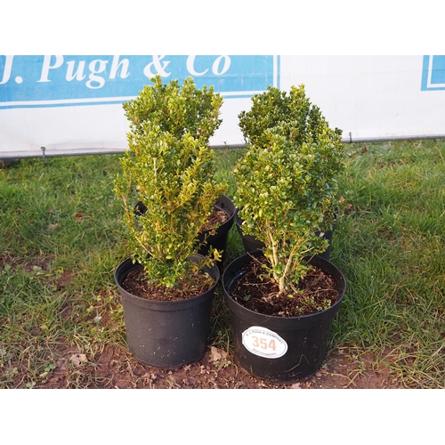 354 - Buxus - 4