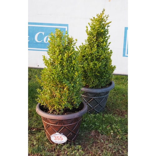 355 - Buxus - 2