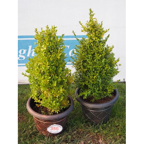 356 - Buxus - 2