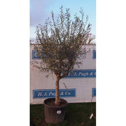 358 - Specimen Olive tree 10ft - 1