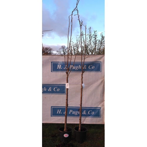 359 - Prunus Triloba 10ft - 2