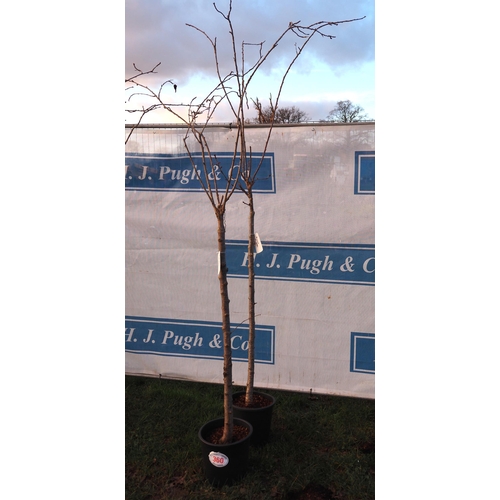 360 - Prunus Triloba 10ft - 2