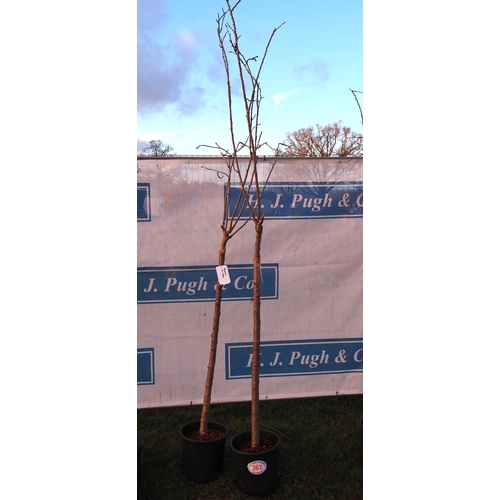 361 - Prunus Triloba 10ft - 2