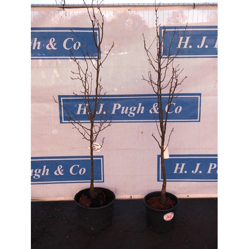 368 - Ornamental Pear trees 6ft - 2