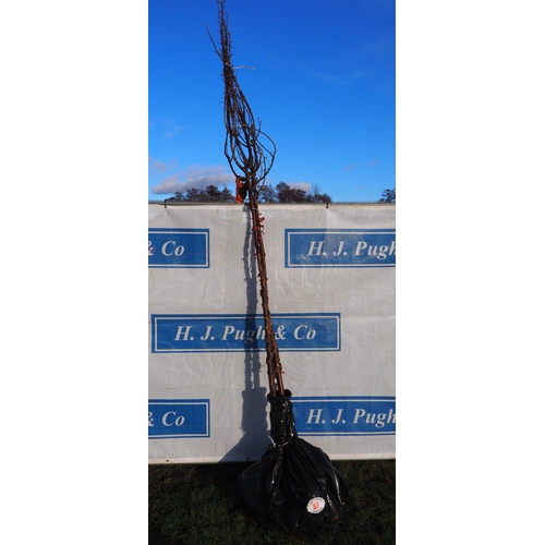 37 - Prunus Serrula bare root trees 10ft - 2