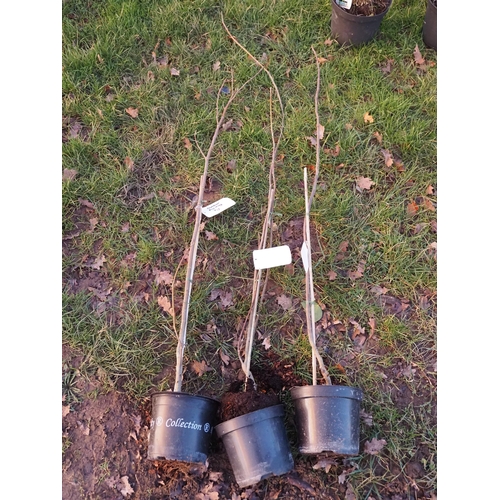 372 - Fruiting Fig trees 5ft - 3