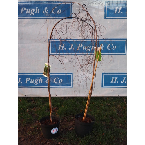 373 - Betula Pendula 6ft - 2