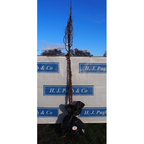 39 - Prunus Serrula bare root trees 10ft - 2