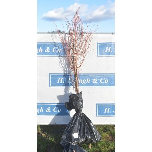 4 - Tilia Cordata bare root trees 6ft - 3