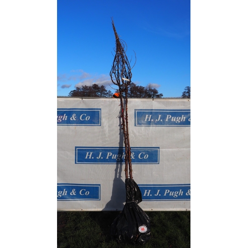 40 - Prunus Serrula bare root trees 10ft - 2