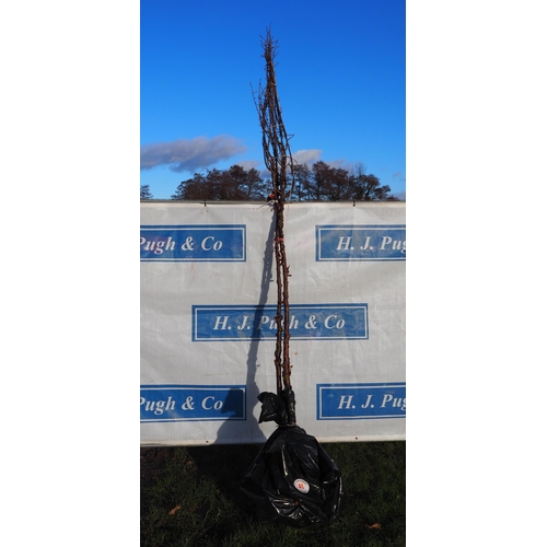 41 - Prunus Serrula bare root trees 10ft - 2