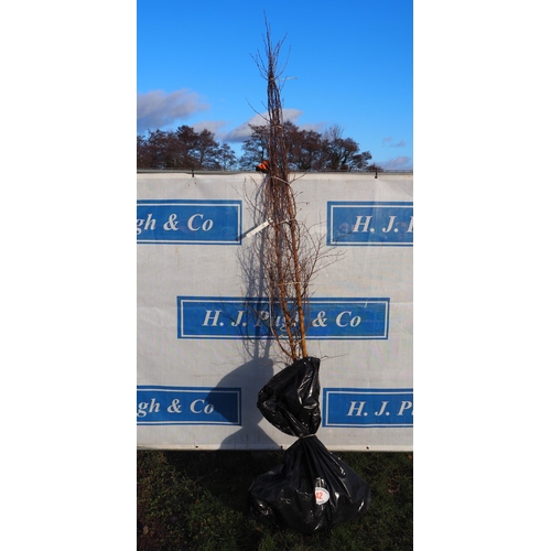 42 - Betula Pendula bare root trees 9ft - 2