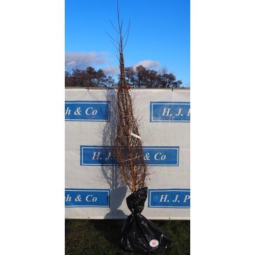 44 - Betula Pendula bare root trees 8ft - 2