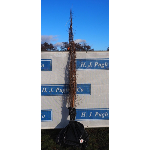 45 - Betula Pendula bare root trees 9ft - 3