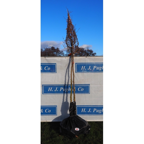 46 - Prunus X Subhirtella Rosea bare root trees 10ft - 2