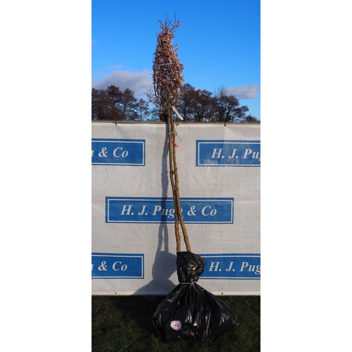 48 - Prunus X Subhirtella Rosea bare root trees 10ft - 2