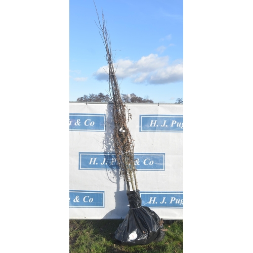 5 - Carpinus Lucas bare root trees 9ft - 3