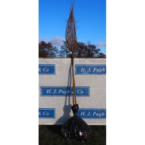 50 - Prunus Royal Flame bare root trees 10ft - 2